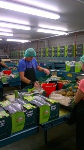 Seeing what's it really like to pack kiwifruit. On the ground in Kerikeri!