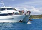 Dolphin watching on the way to Cape Brett and the Hole In The Rock.