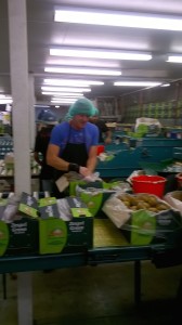 Backpacker jobs Kerikeri - packing kiwifruit