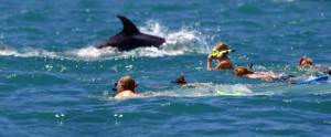 One of the most popular things to do in Bay of Islands is swim with dolphins.