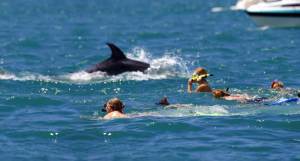 Bay of Islands dolphin eco encounter.