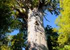 Ancient Kauri tree at Hokianga.