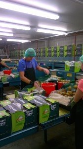 Backpacker jobs Kerikeri - packing kiwifruit