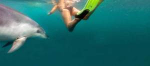 Bay of Islands activities: Swim with the dolphins!