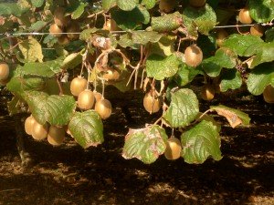 Backpacker jobs Kerikeri - packing kiwifruit